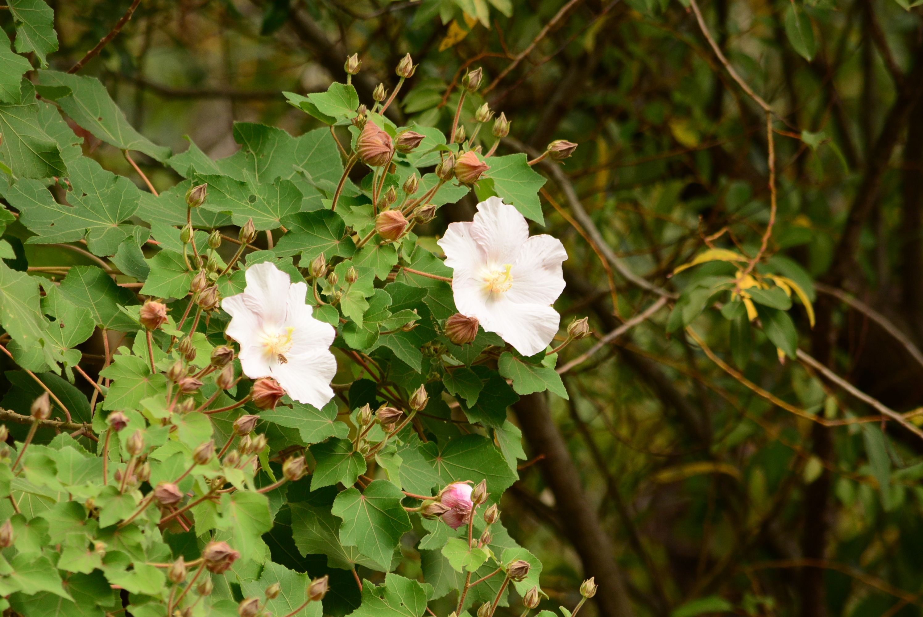 梅花鹿吃掉了墾丁 高位珊瑚礁森林裡的稚樹嗎？