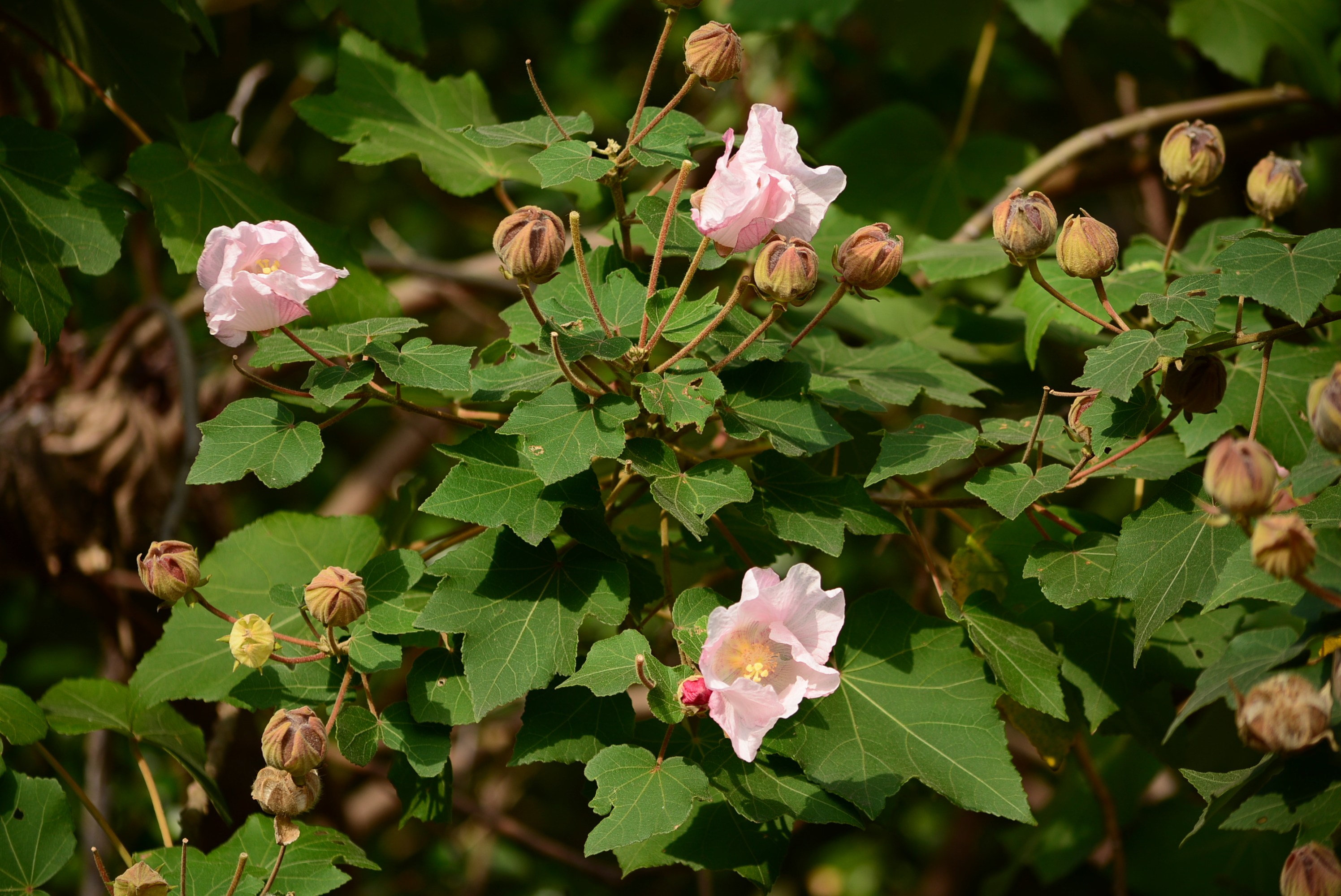 福山植物園因聯外道路邊坡崩塌 將持續實施休園至115年2月底