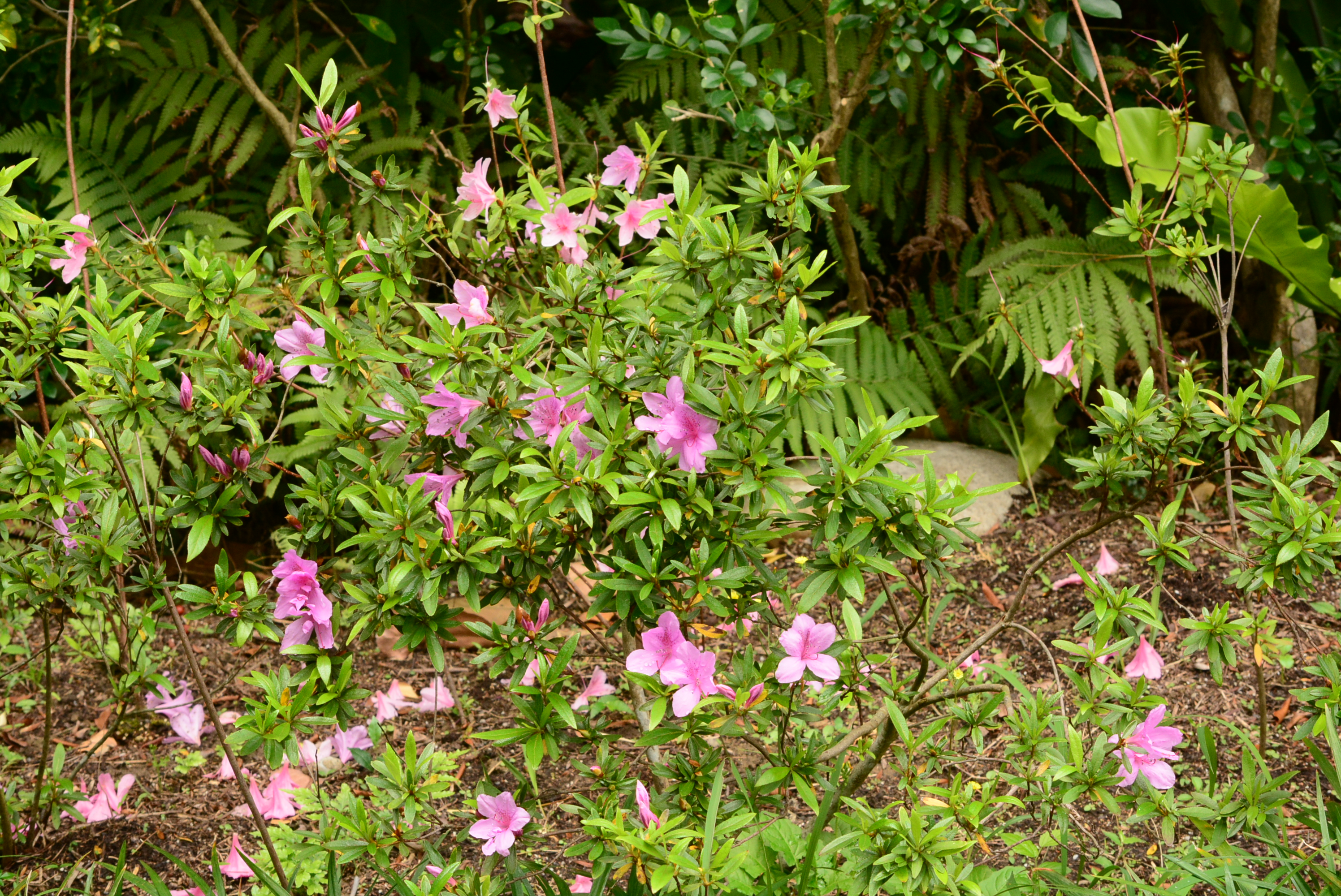嘉義樹木園步道啟動整修工程 提醒遊客避開封閉區域並注意安全
