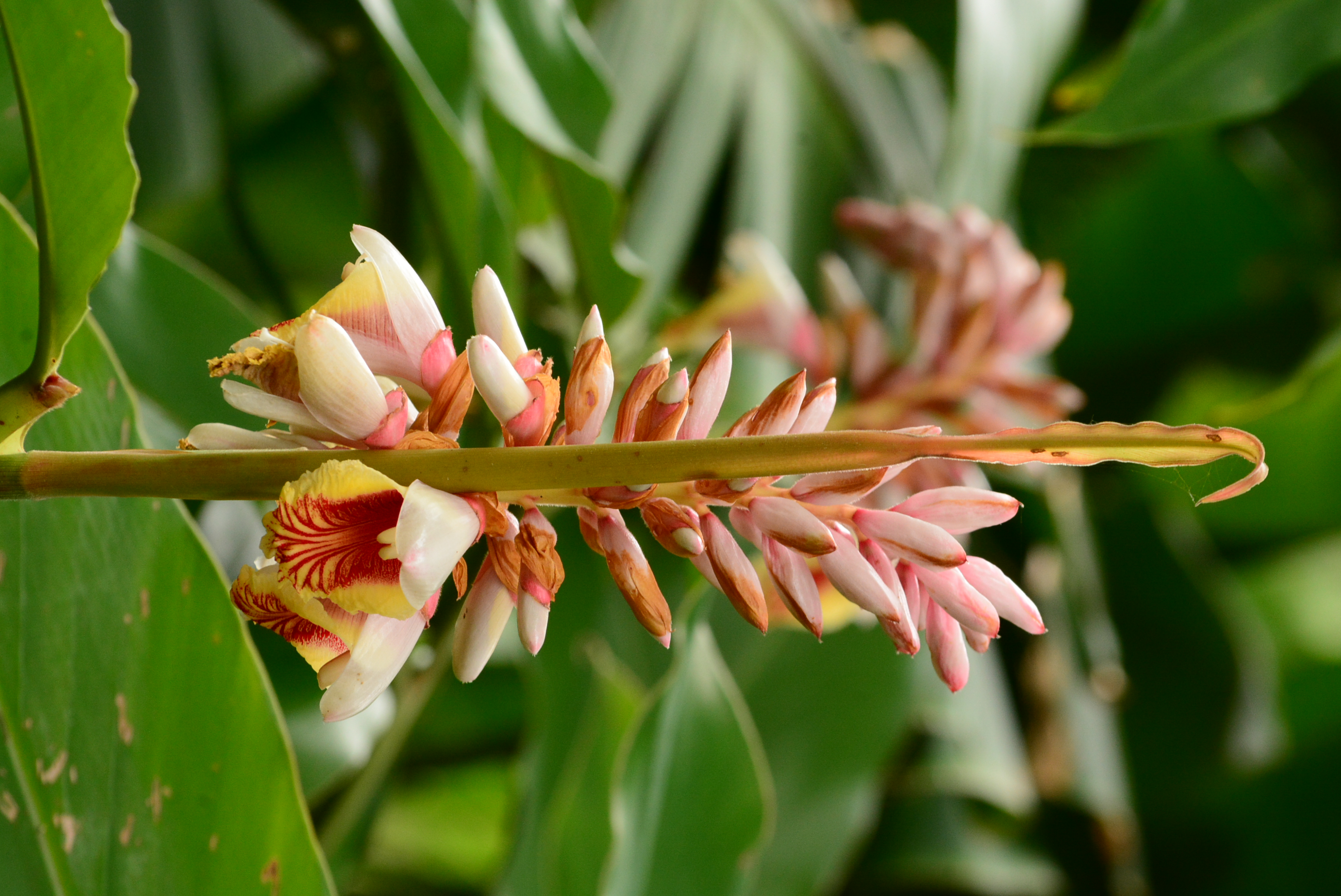 探查月桃育苗與林下栽培