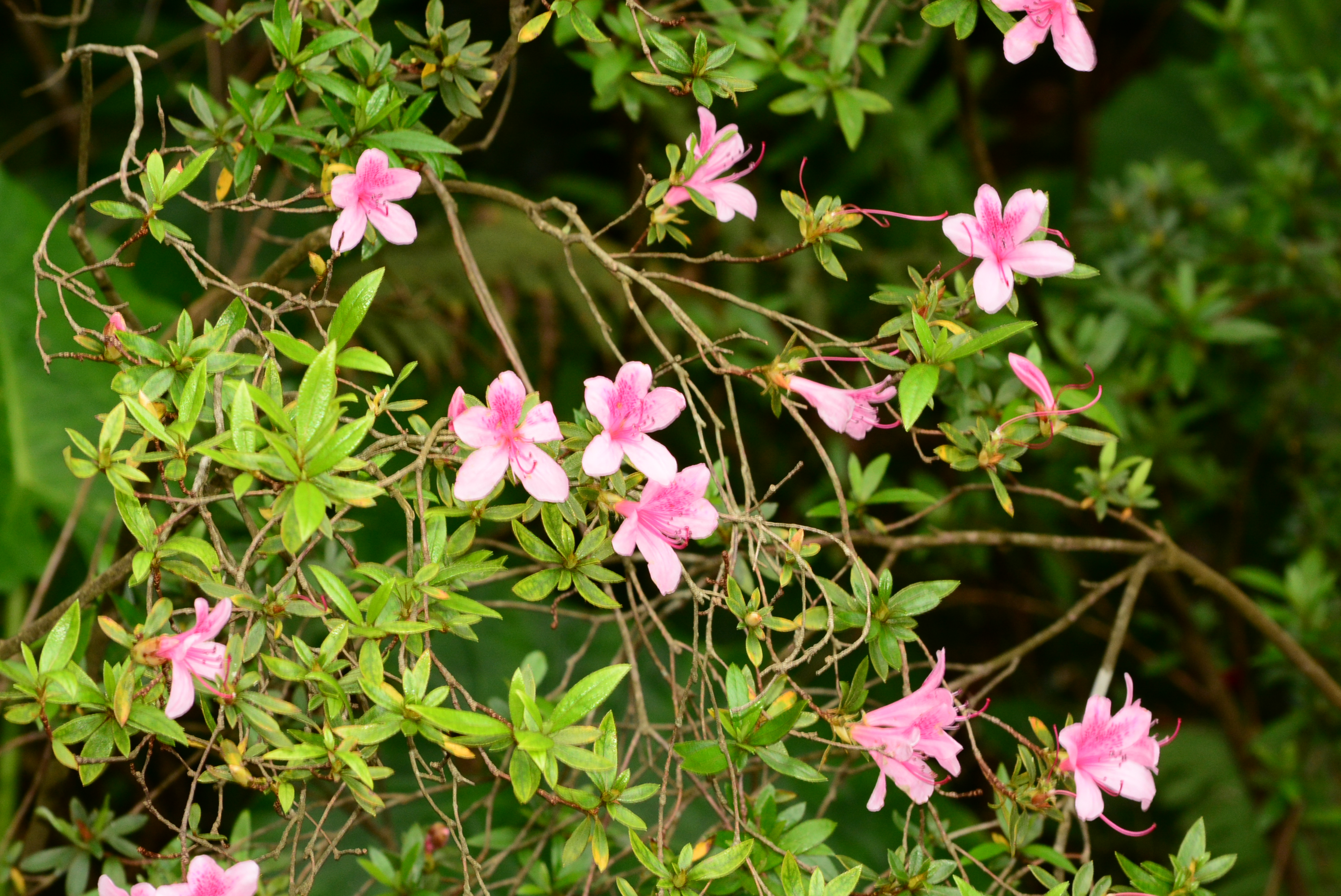 2026森林經營學術研討會