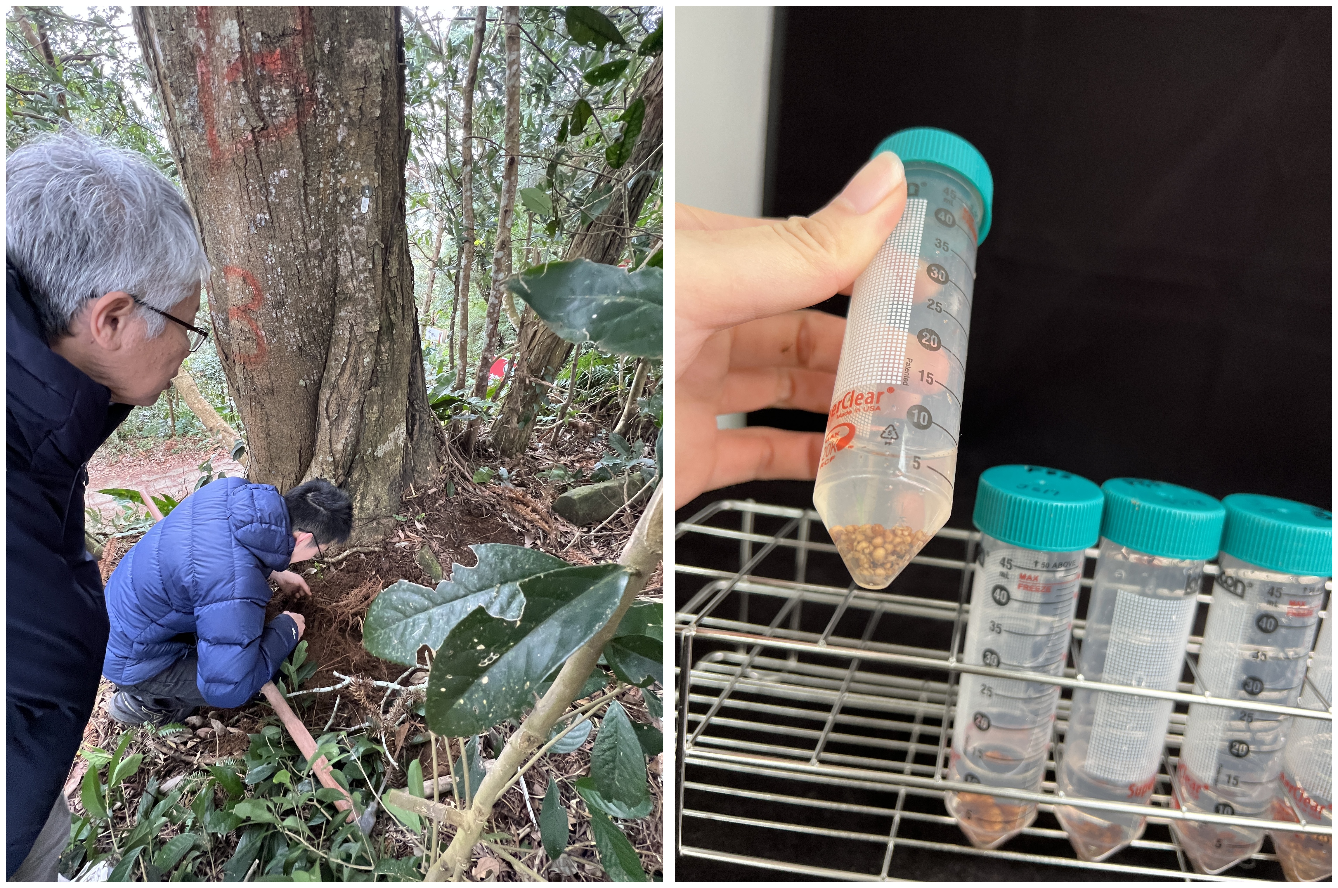 突破造林瓶頸！林試所研發相思樹根瘤內生菌株 抗旱耐鹽成效優