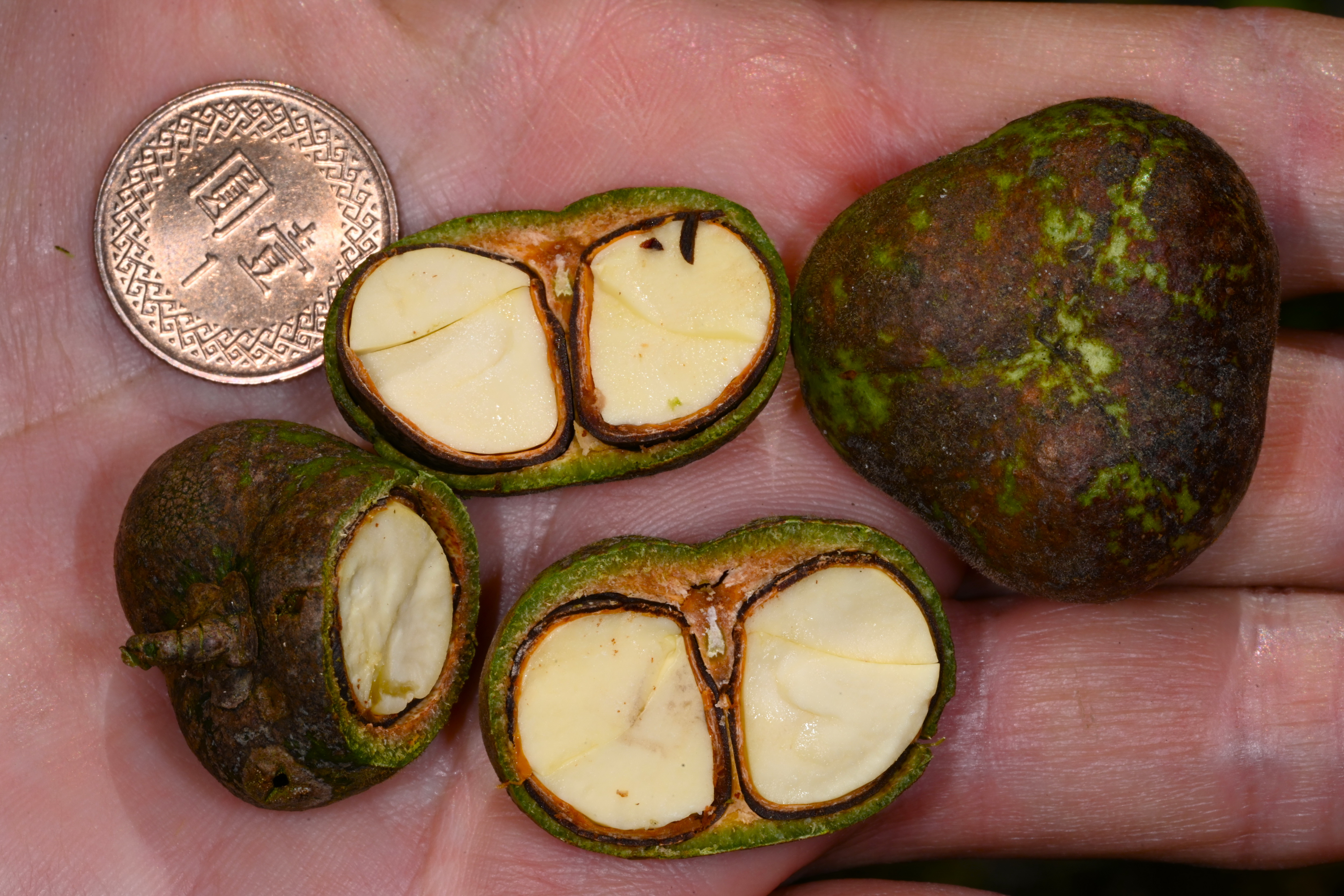 臺灣山茶的採種與育苗