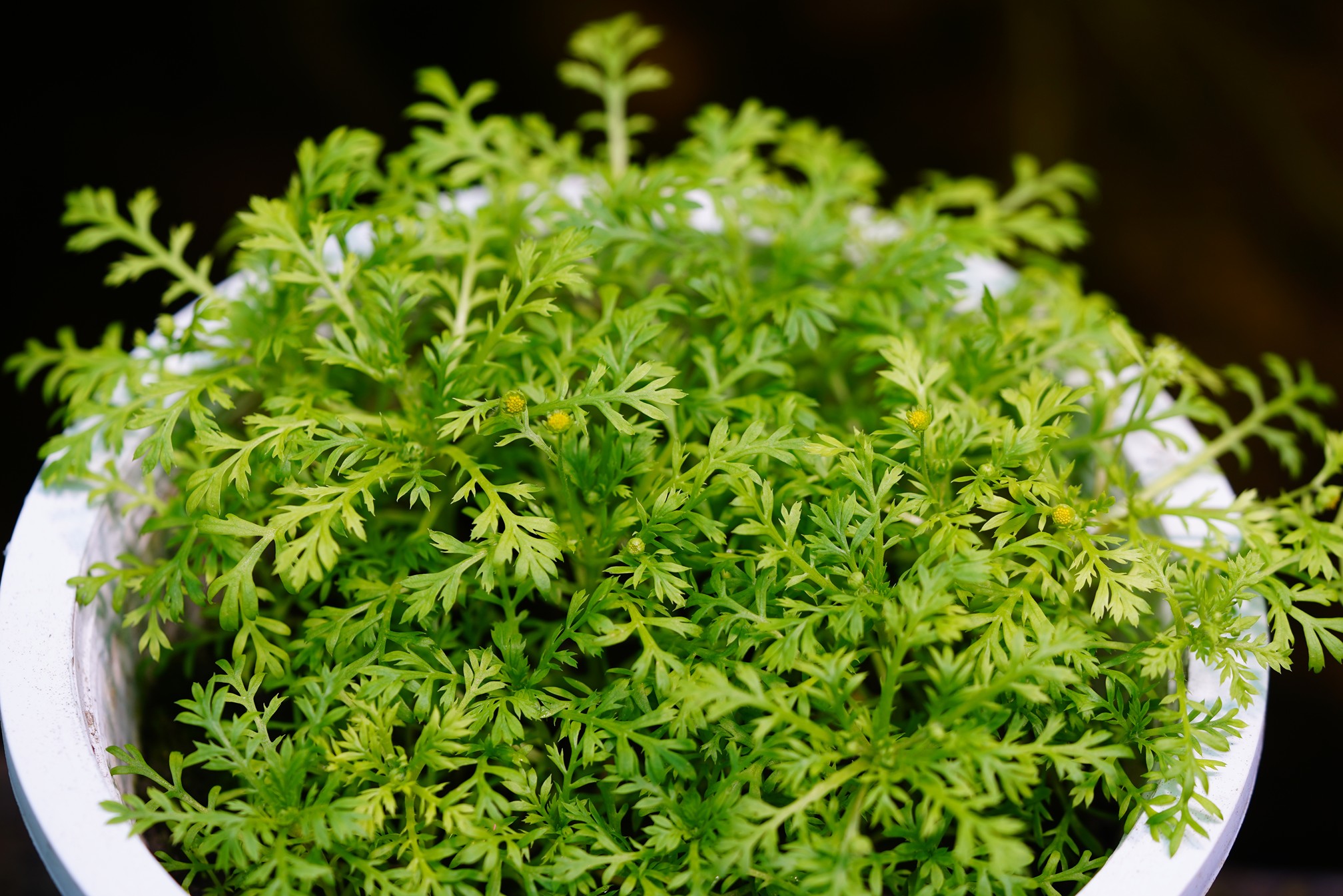 山芫荽研發成果記者會～掌心花園、居家方舟