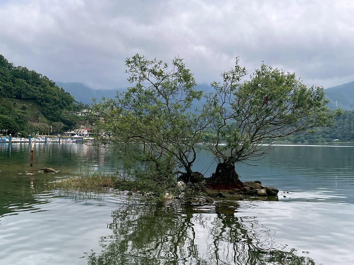 縱管處守護鯉魚潭湖中樹