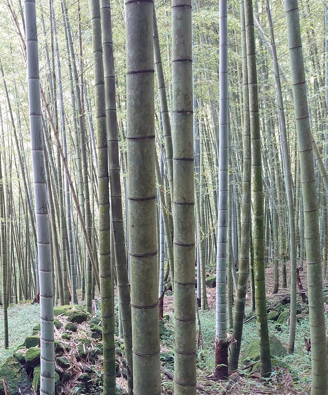 竹林碳匯估算的基本概念