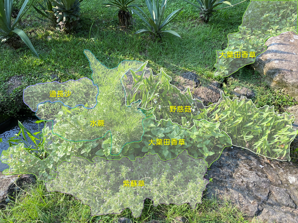 濕生野草地的照片 濕生野草地的照片