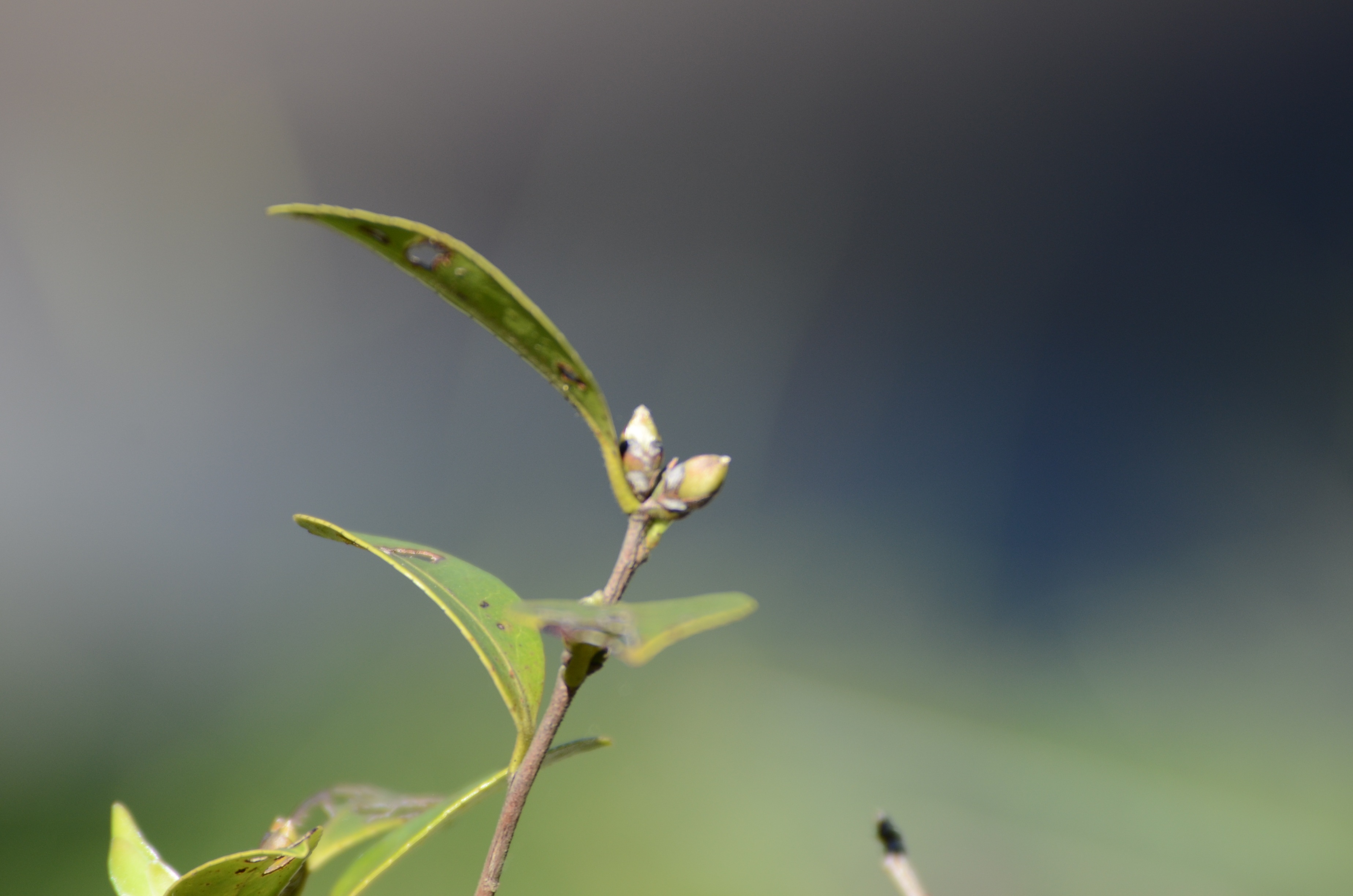臺灣野生山茶大揭密