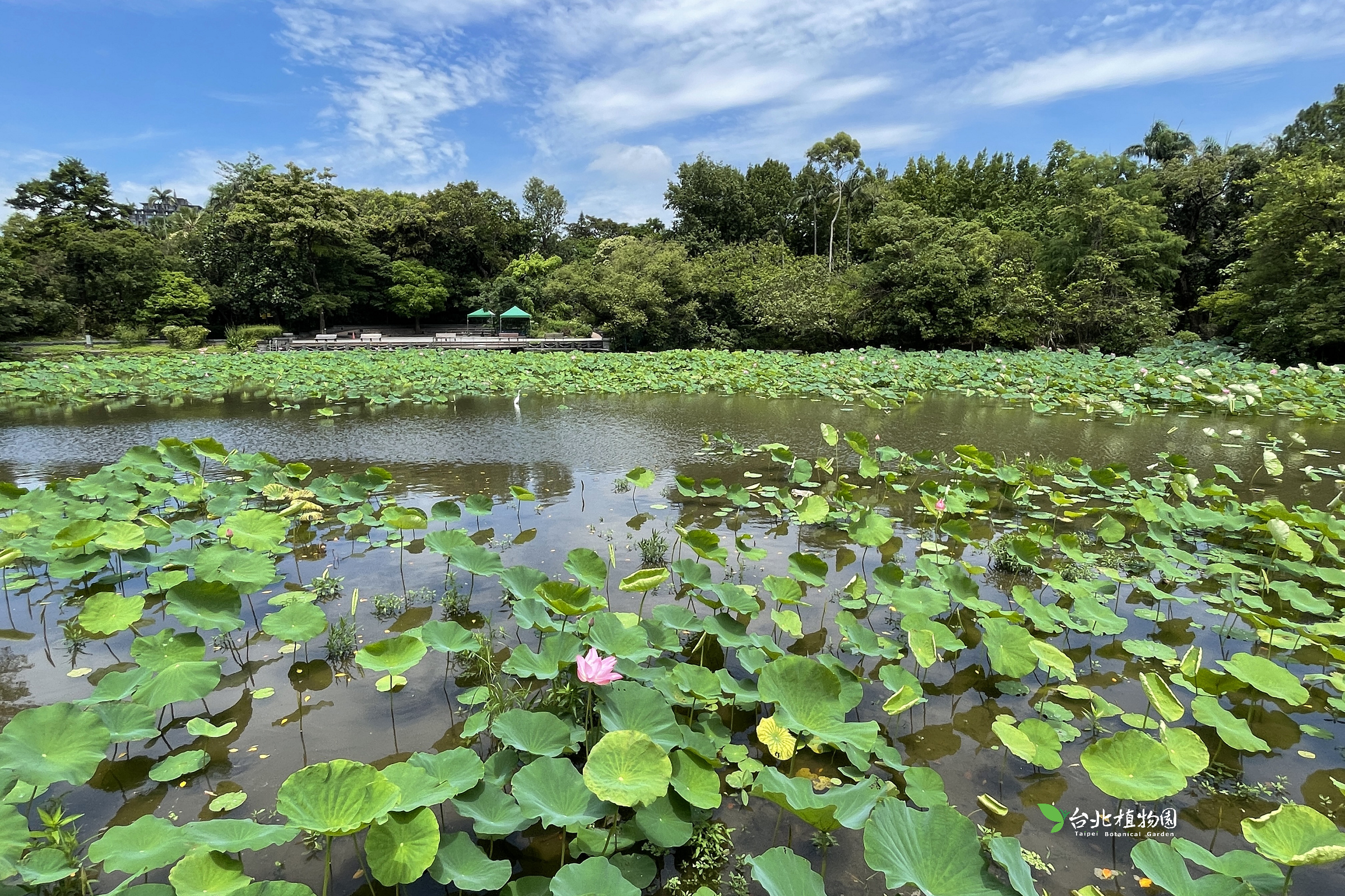 守護淺山植物多樣性：吉哈拉艾林間水圳的關鍵角色
