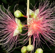 Small-leaved barringtonia