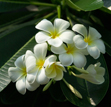 Plumeria obtusa