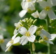 Brassica oleracea var. alboglabra