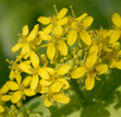 Brassica chinensis