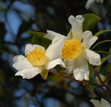 Camellia sasanqua