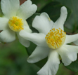 Camellia tenuifolia