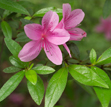 Kanehira azalea