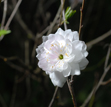 Dwarf flowering cherry