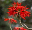 Erythrina caffra