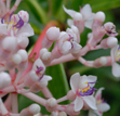 Formosan medinilla