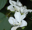 White bauhinia