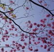 Pink Trumpet Tree