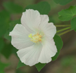 Mountain Rose-mallow