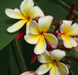 Plumeria rubra