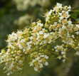 Subcostate crape myrtle