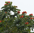 Fountain tree