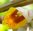 Alpinia tonrokuensis