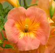 Campsis grandiflora