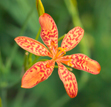 Blackberry lily