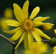 Farfugium japonicum var. formosanum