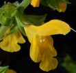 Salvia nipponica var. formosana