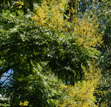 Flame goldrain tree