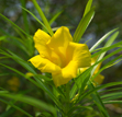 Yellow oleander