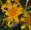 Lycoris aurea