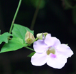 Thunbergia grandiflora