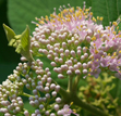 Japanese beauty-berry