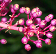 Medinilla myriantha