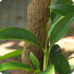 辣椒，果實的照片