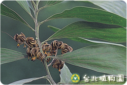 直幹相思樹，果實與葉的圖片