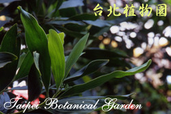 直幹相思樹，果實的圖片