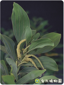 直幹相思樹，花朵與葉的圖片