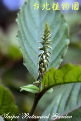 紫莖牛膝，葉子的圖片