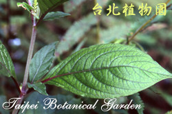 紫莖牛膝，葉子的圖片