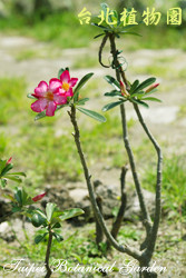沙漠玫瑰，花朵與莖的圖片