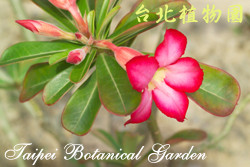 沙漠玫瑰，花朵與葉的圖片