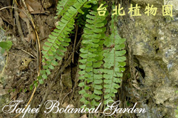 鞭葉鐵線蕨，葉子的圖片