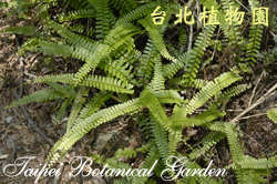 鞭葉鐵線蕨，葉子的圖片